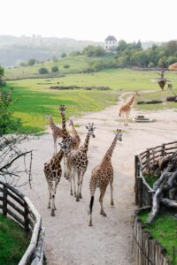 prague, zoo, giraffe, animals, czech, prague zoo, czech republic, species, fauna, nature, mammal