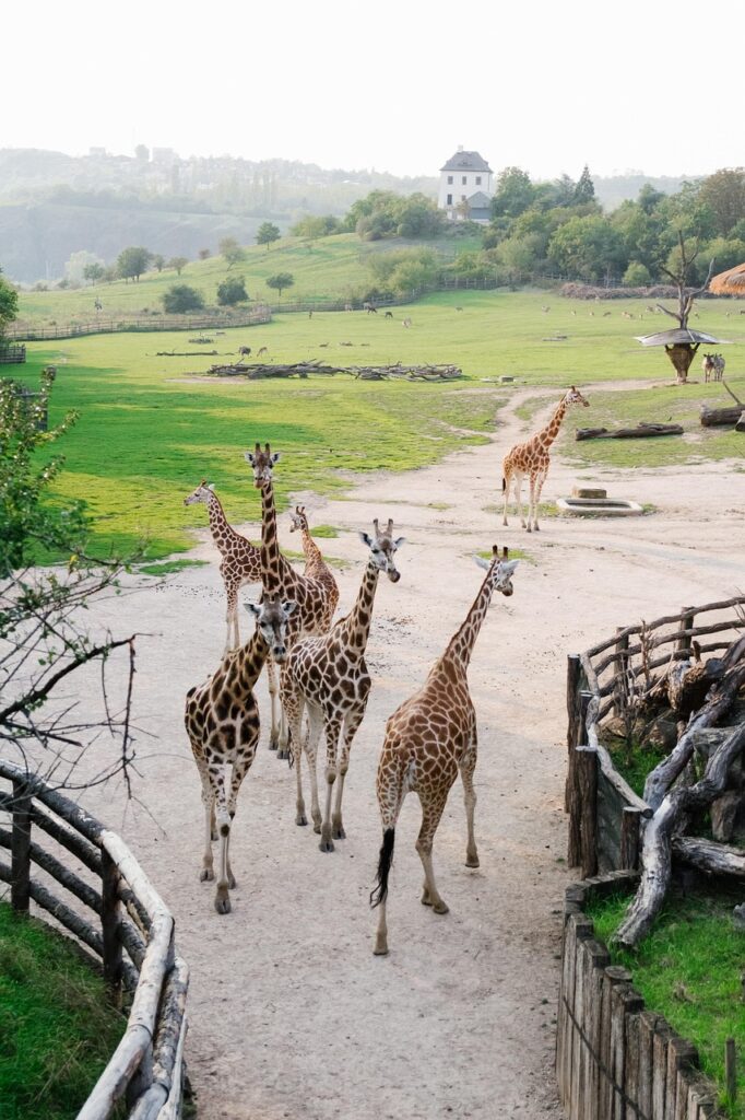 prague, zoo, giraffe, animals, czech, prague zoo, czech republic, species, fauna, nature, mammal