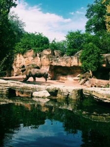 Rhinoceros in a naturalistic zoo habitat, reflected in water.